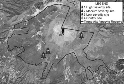 Fire Severity Influences Ecophysiological Responses of Pinus pinaster Ait